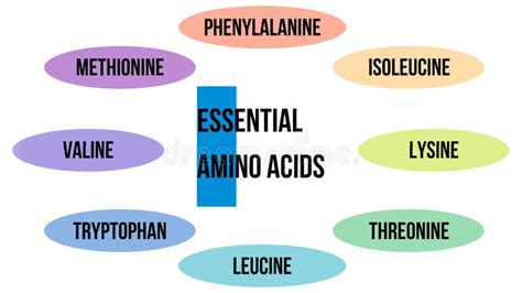 Illustrative Table of Essential Amino Acids Appearing on a White Background, 4K Animated Slide ...