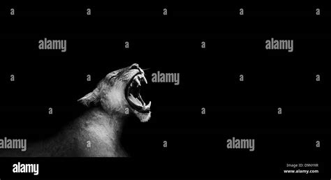 Artistic black and white image of a lion roaring Stock Photo - Alamy