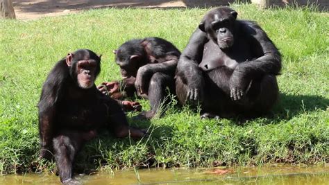 chimp meeting playing near water stream Stock Footage Video (100% Royalty-free) 4545680 ...