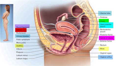 Cervical Ectropion - Causes, Symptoms & Cervical Ectropion Treatment