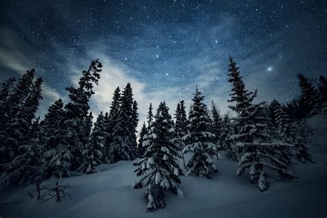 Winter Forest under Starry Night Sky - Image Abyss