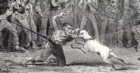 Human Baiting: Hanley dwarf versus dog fight goes 'viral' in Victorian ...