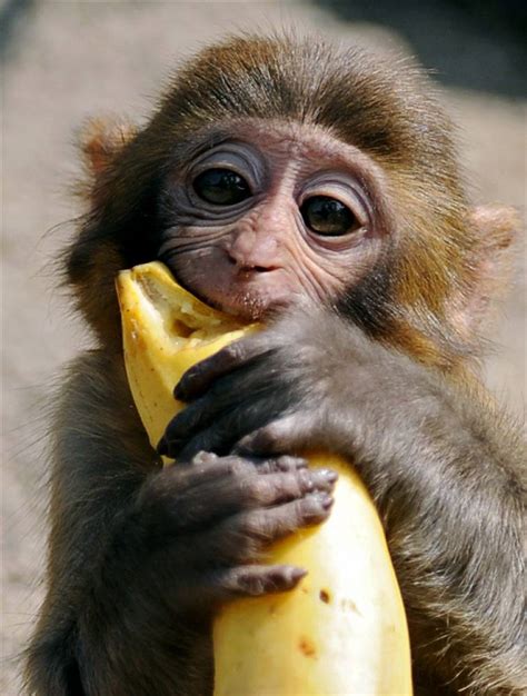 Funny Monkey With Banana Photos 2013 | Funny And Cute Animals