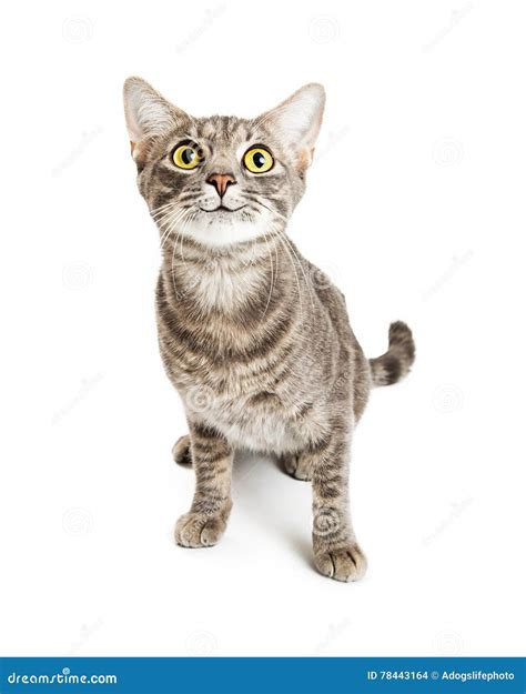 Happy Smiling Young Cat Expressive Eyes Stock Photo - Image of funny ...