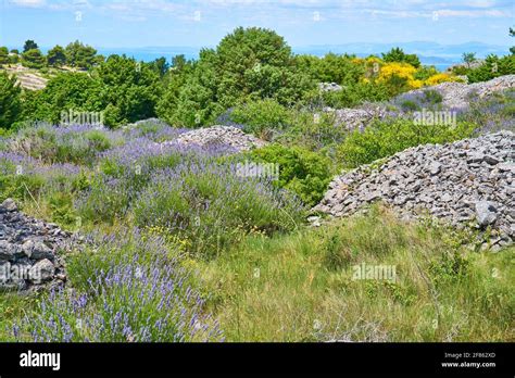 Lavender fields on Hvar Stock Photo - Alamy