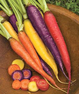 Carrot Varieties, Varieties of Carrots, Types of Carrots