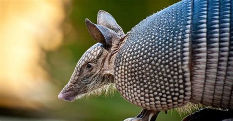 Armadillos blamed for leprosy outbreak in Florida