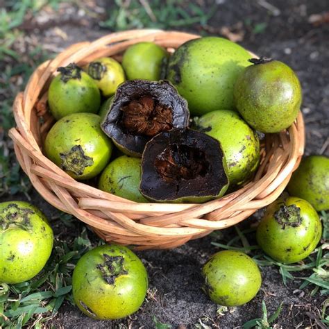 Black Sapote - Buy Black Sapote online from Miami Fruit