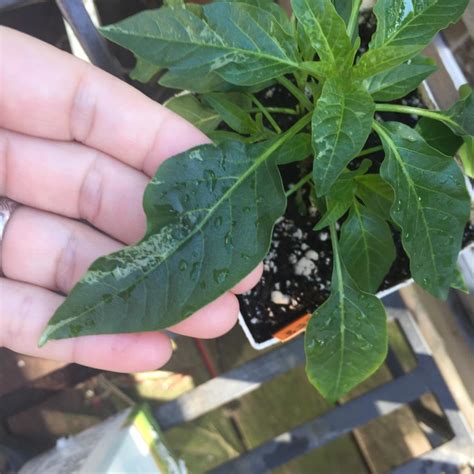 Mosaic virus? Pepper plant, 10a. : r/gardening