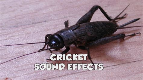 Cricket sound effect - YouTube