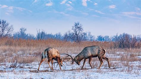 Open.kz is Lifelong Project, Says Kazakh Wildlife Photographer - The ...