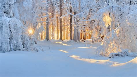 sunrise, Winter, Nature, Forest, Snow, Landscape, Trees, Sun Rays, White, Cold, Sunlight, Frost ...