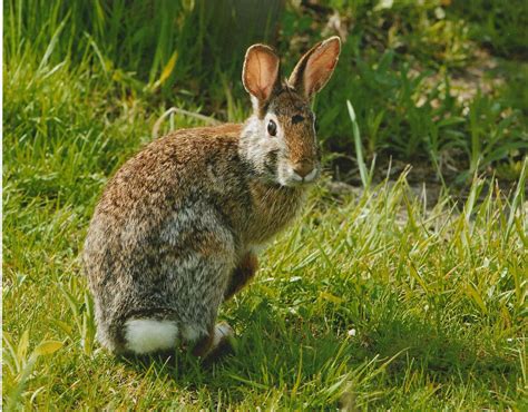 Free picture: cottonail, rabbit, up-close, sylvilagus, floridanus