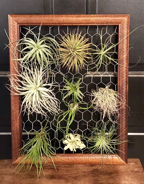 DIY Airplant display frame : r/airplants