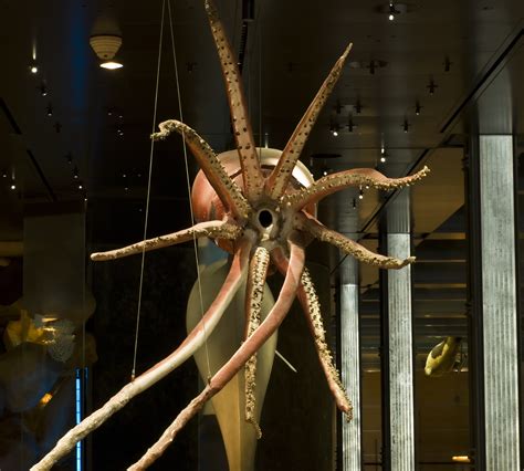 File:Giant squid.jpg - Wikimedia Commons