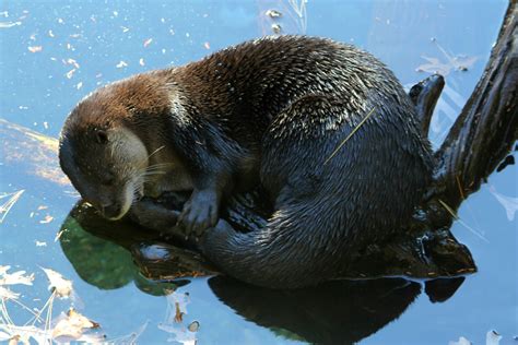 Photo of the Week: River Otter Takes a Nap | Kayak Dave's