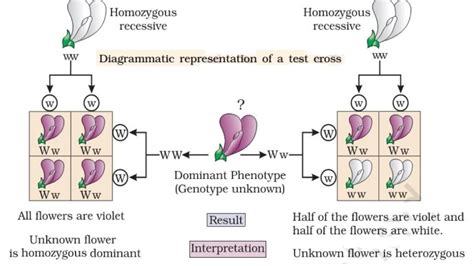 Inheritance - Mendel’s Laws of Inheritance - PMF IAS