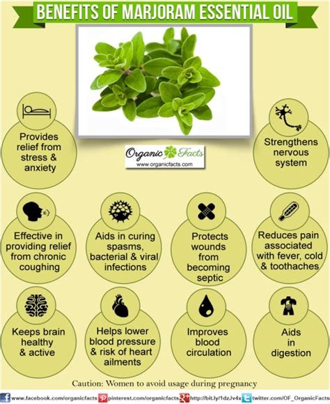 Homeopathy Safe Herbal Remedies : Health Benefits of Marjoram Essential Oil