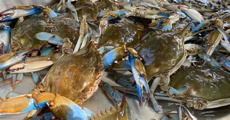 LSU Aims to Connect Louisiana Seafood Suppliers to the Public - Eater ...