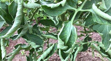 Curl Leaves On Tomato Plant