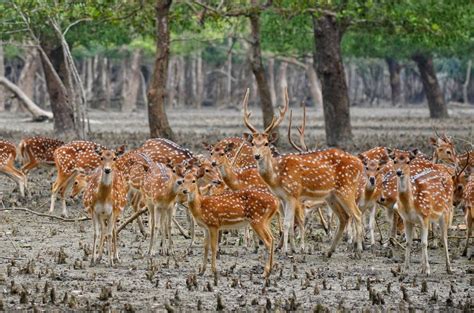 Sundarbans National Park in India: Essential Travel Guide