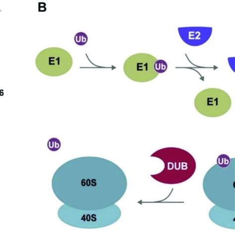 Ubiquitin and overview of the process of ubiquitination. (A) Structure ...