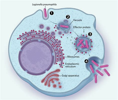 Infographic: Intracellular Bacteria's Tricks for Host Manipulation | TS Digest | The Scientist