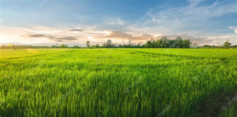 Premium Photo | Landscape of rice and rice seed in the farm with beautiful blue sky