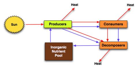 Ecology: Trophic Transfer of Energy in an Ecosystem | hubpages