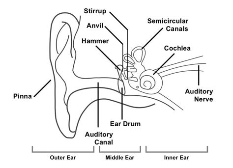 [DIAGRAM] Blank Diagrams Of Inner Ear - MYDIAGRAM.ONLINE