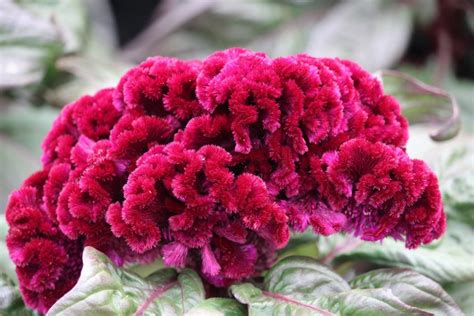 My Red, Coral Flower. - PentaxForums.com