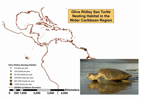 Olive Ridley Turtle Population Trends