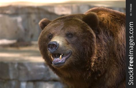 Grizzly Bear Showing Its Teeth - Free Stock Images & Photos - 7765388 | StockFreeImages.com