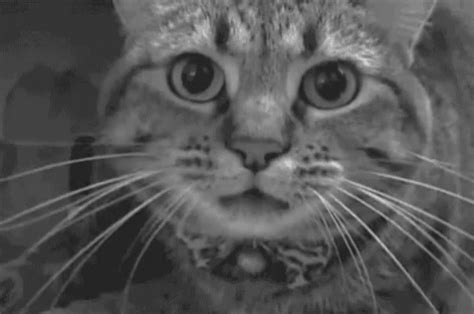 Hissing Cat GIFs | Tenor