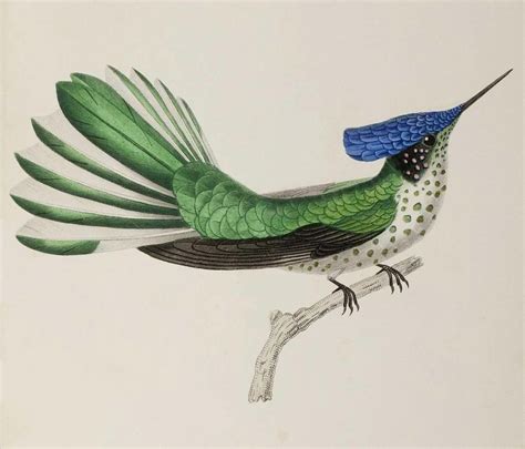 BibliOdyssey: Hummingbirds