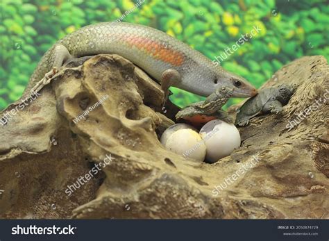 1,292 Sun Skink Images, Stock Photos & Vectors | Shutterstock