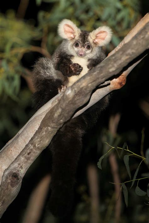 The Leadbeater’s possum finally had its day in court. It may change the ...