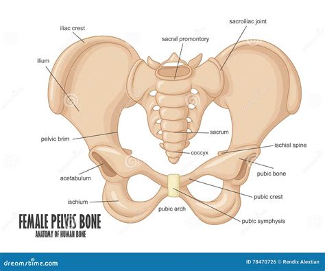 Female Pelvis Bone anatomy stock vector. Illustration of crest - 78470726