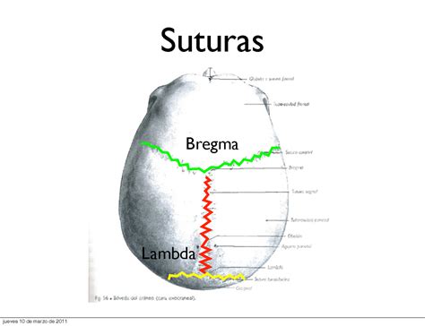 Base de craneo - Suturas Bregma Lambda Pterion Asterion Pterion ...