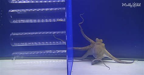 Scientists Test An Octopus’ Memory With Tasty Snack Experiment – Madly Odd!