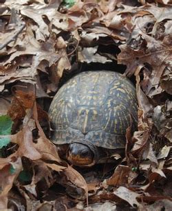 Box Turtle - Hibernation