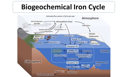 Biogeochemical Iron Cycle - Microbiology Notes