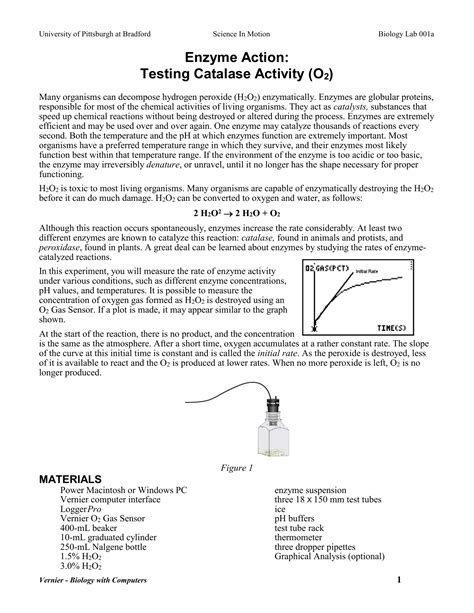 😎 Enzyme action testing catalase activity answers. Enzyme Action Testing Catalase Activity Lab ...