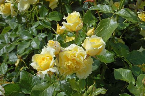 Rose (Rosa 'China Girl') in the Roses Database - Garden.org