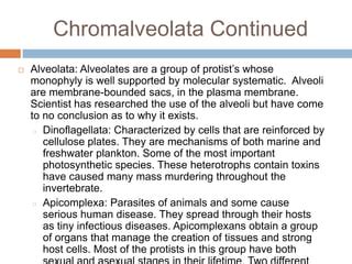 Major groups protists | PPT