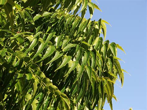 Neem - the pharmacy tree | Azadirachta indica Family Meliace… | Flickr