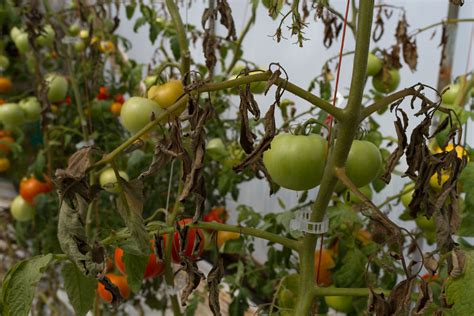 Meet the Tomato Bug! | NC State Extension