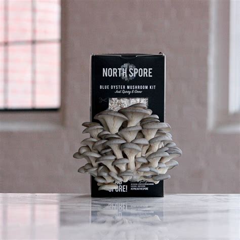 Mushroom Grow Kits for Beginners | North Spore