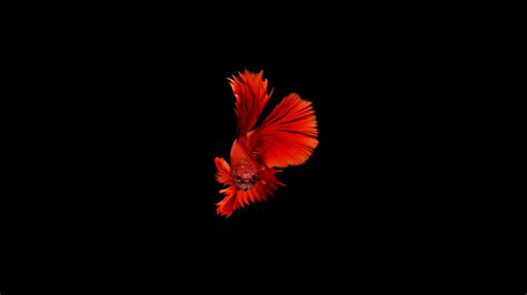 2560x1440 Betta Fish 1440P Resolution ,HD 4k Wallpapers,Images ...