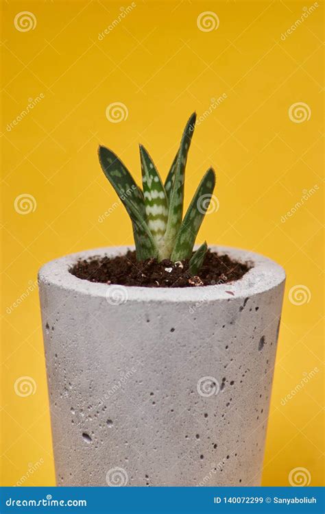 Succulents in Diy Concrete Pot. only Planted in Pots. on Yellow Background. the Concept of Home ...